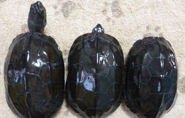 中华草龟该怎么养,养中华草龟成本和利润