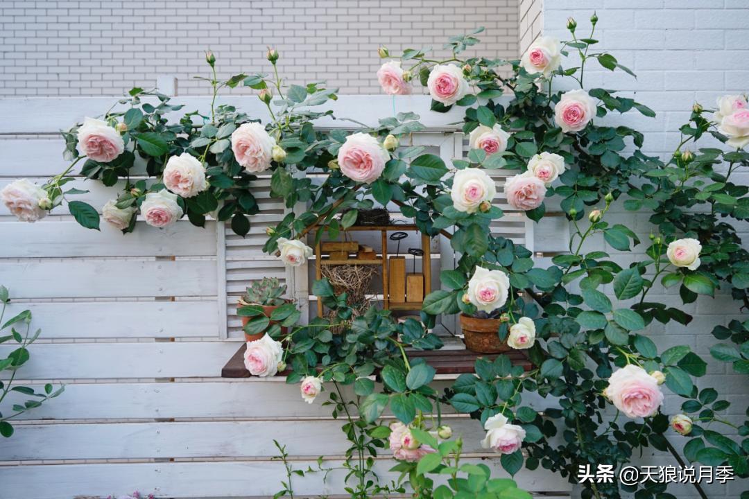 如何打造四季开花的花园,如何打造四季都有花的花园