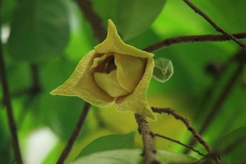 刺果番荔枝花和果图片,刺果番荔枝叶子