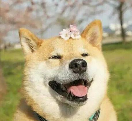 你对柴犬的了解有多深快来看看吧,你对喵星人了解多少