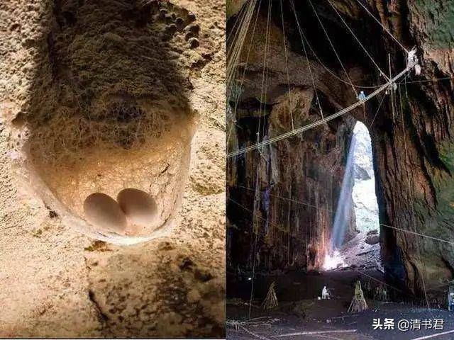 雨燕是世界上飞得最快的鸟吗,雨燕是飞得最快的燕子吗