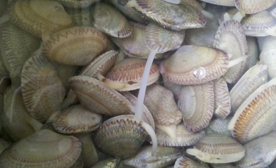 史上最全海鲜视频,史上最全海鲜贝类大全