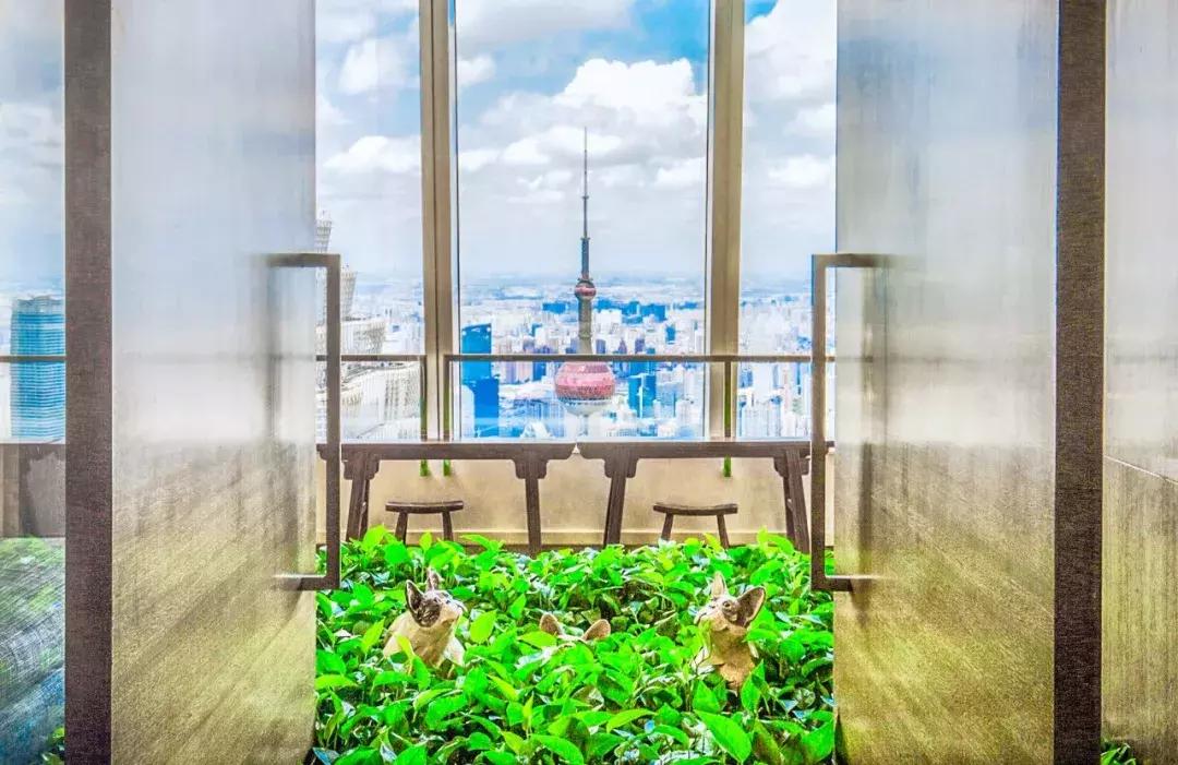 魔都全亚洲最高酒店,魔都第一海景酒店