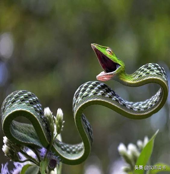 我们不怕蛇吗,家里有蛇真害怕