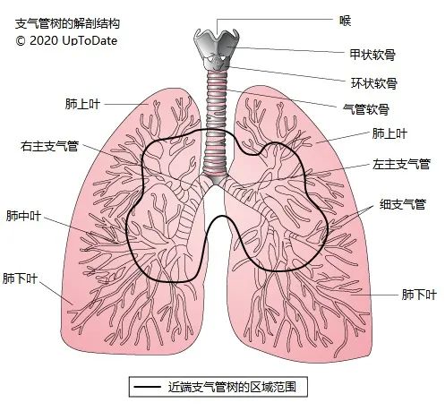 病例分析呼吸,病例13