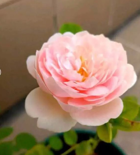 家里的花干枯影响风水吗,家里的花突然发黄发蔫风水