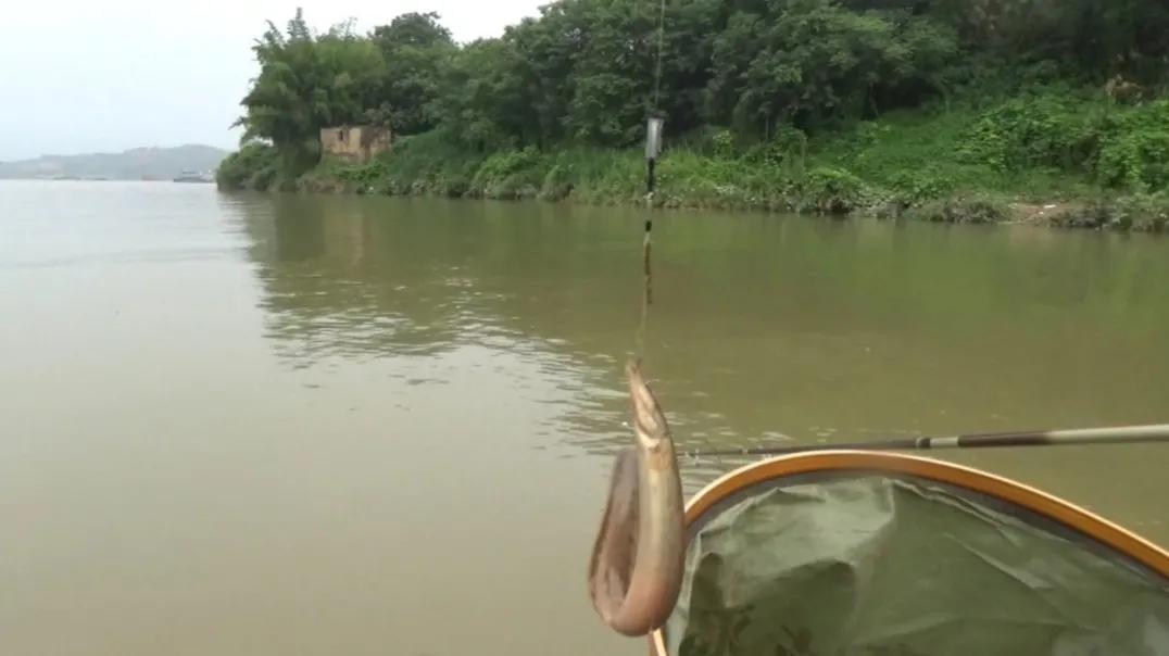 钓海鱼哪些鱼会伤人,钓鱼主动刺鱼与被动刺鱼