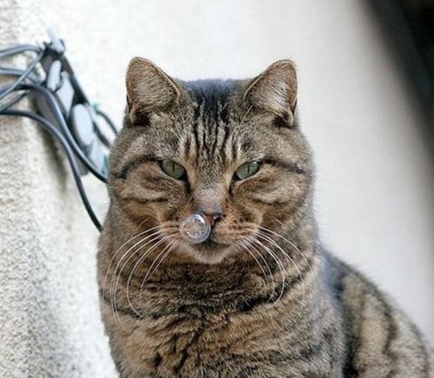 猫咪流鼻涕是什么原因引起的,猫咪长期流鼻涕怎么回事