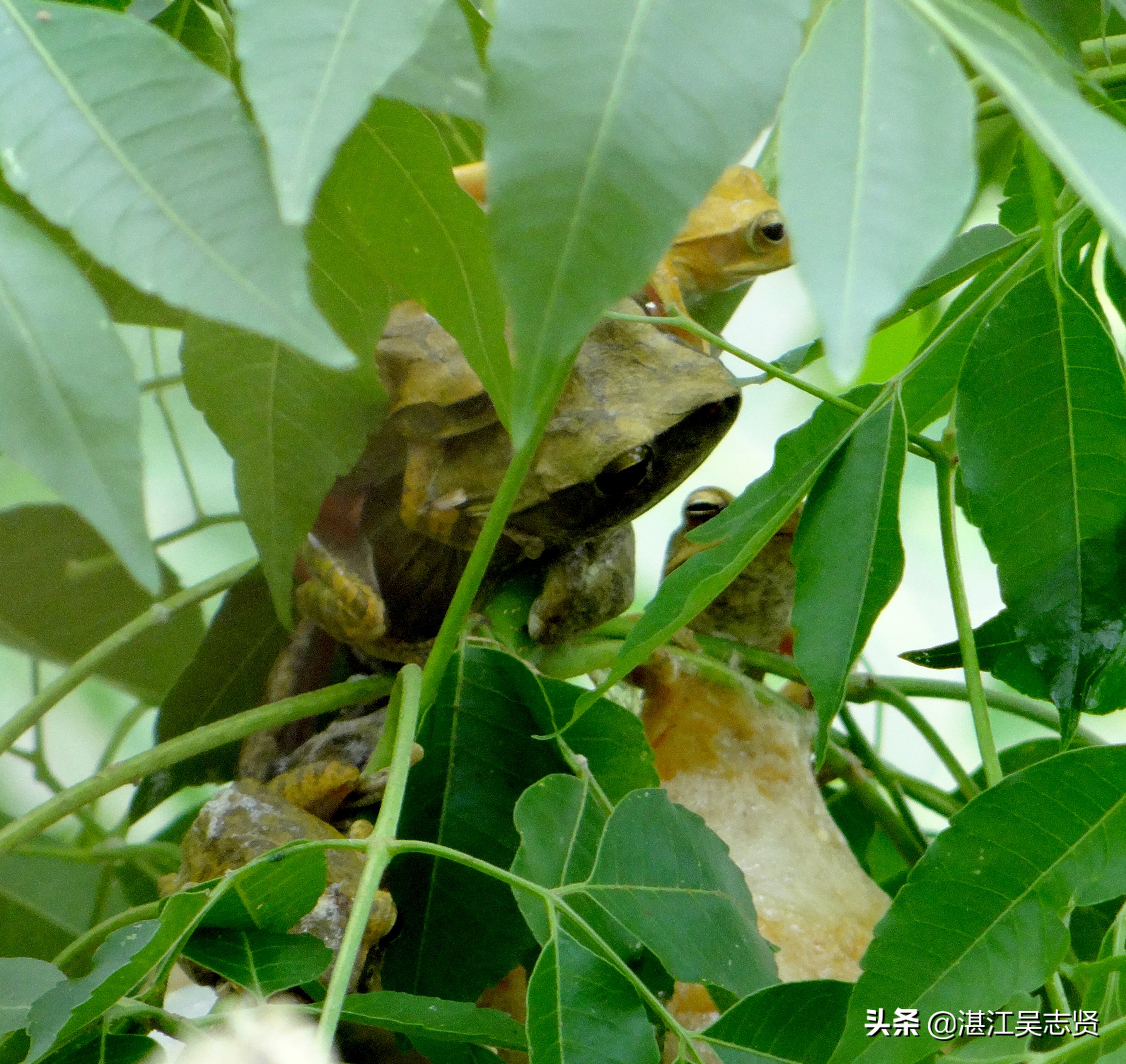 蛙怎样繁衍的全过程,蛙如何交配繁殖后代