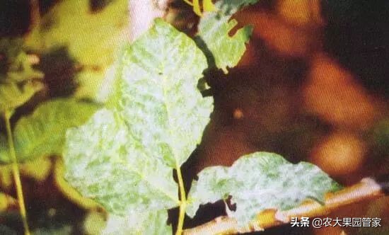 怎么才能种好核桃,种哪种核桃好吃又有营养