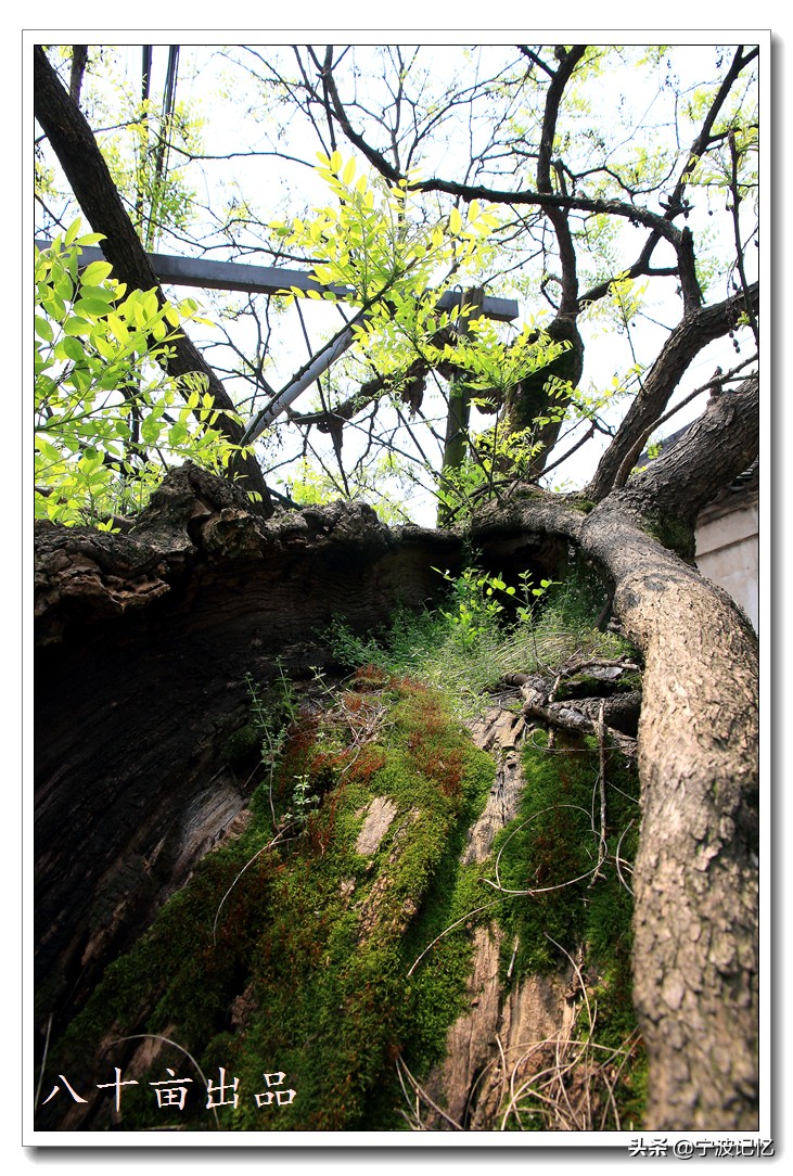 镇海十大古村落,宁波镇海区骆驼街道清水湖村