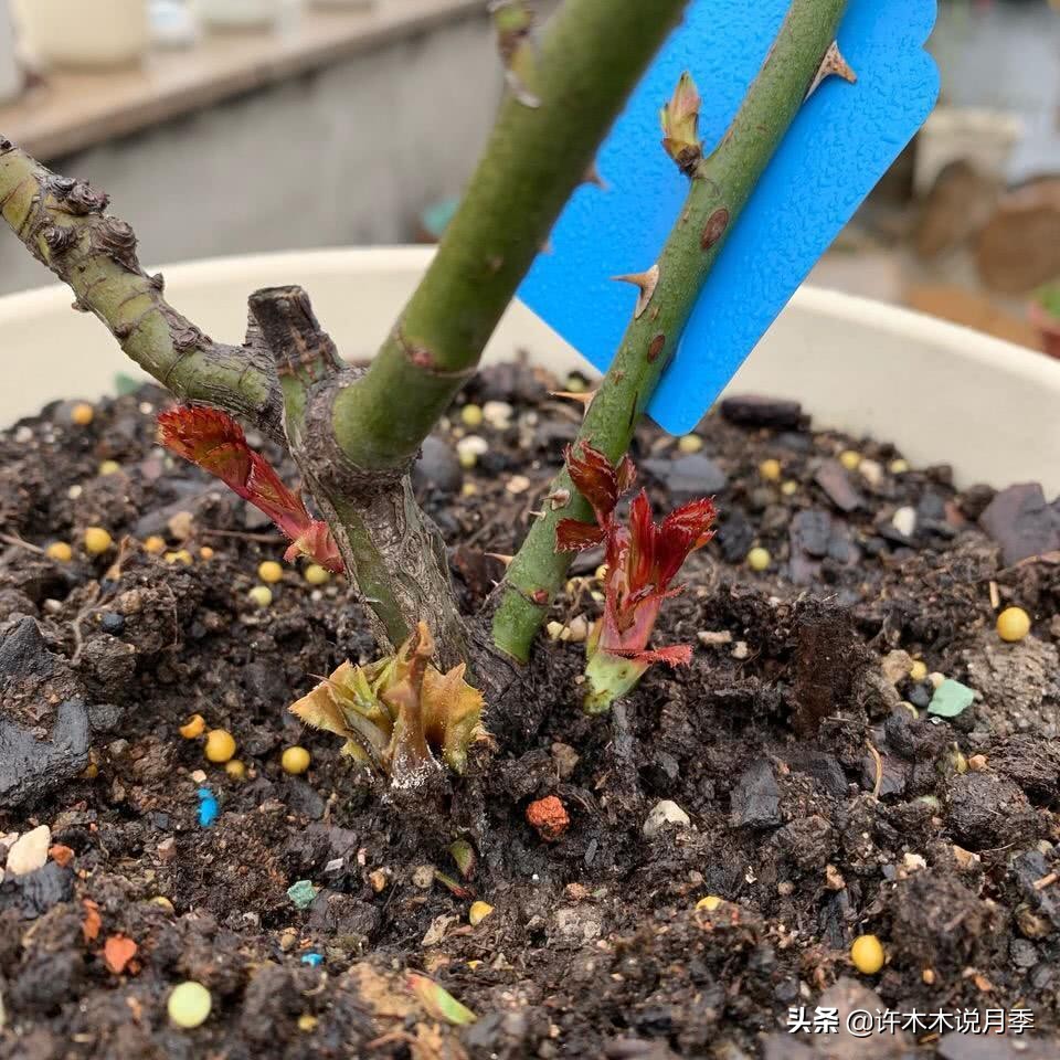 为什么月季一浇水全漏下去了,月季死一半继续养