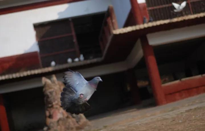 毛滴虫必须压制吗,抑制毛滴虫