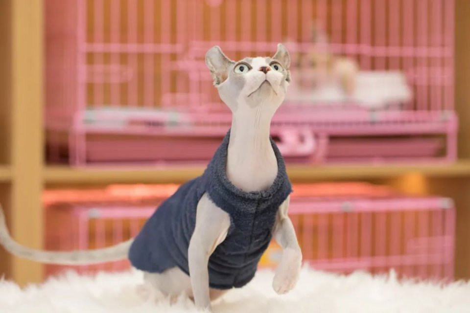 仙女猫专卖店介绍,仙女猫专卖店一览表