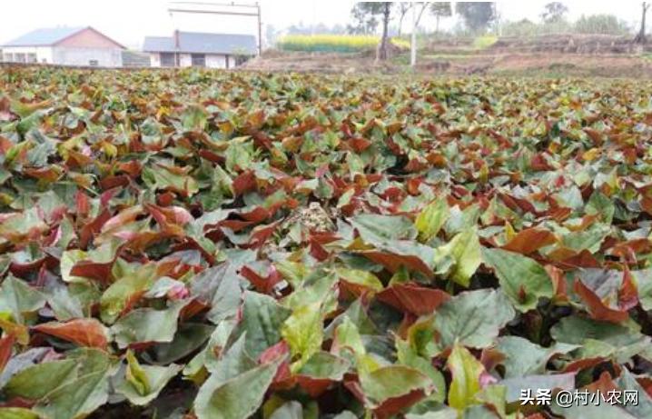 农村利润很吓人的10个冷门种植,农村有什么好的种植业赚钱的项目