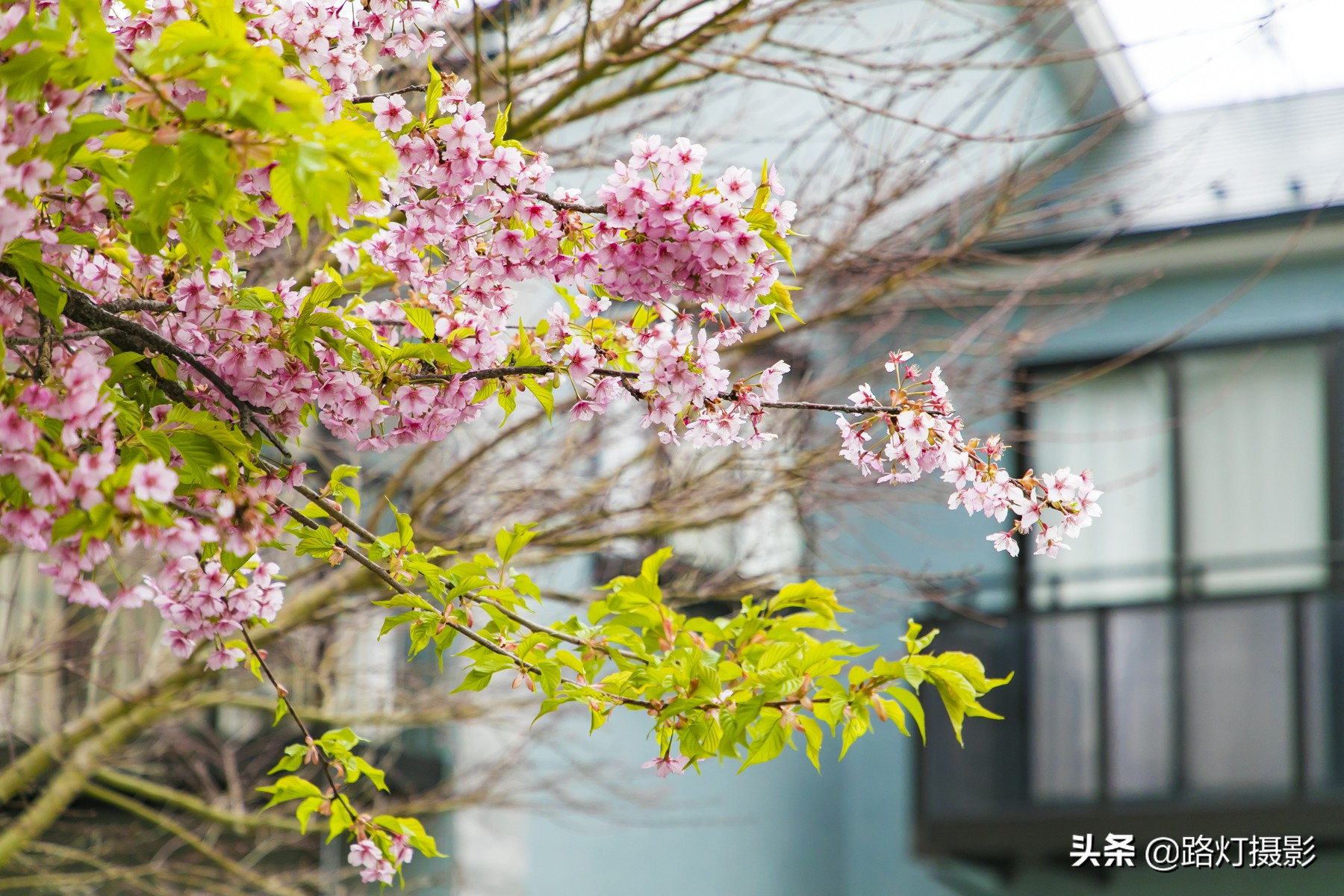 大津，不能错过的日本小众赏樱地，距离京都仅10分钟车程