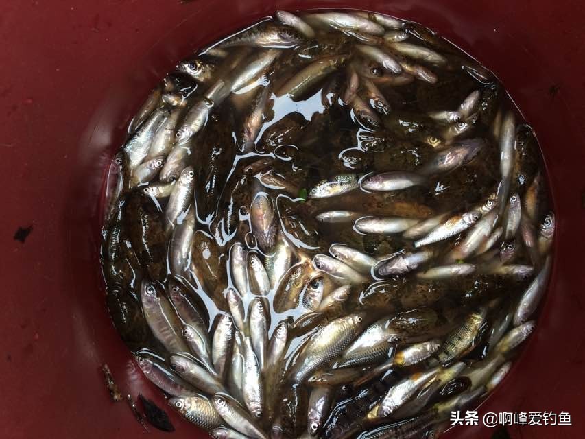 小溪垂钓野生溪鱼非常过瘾,福建农村小溪最常见的鱼