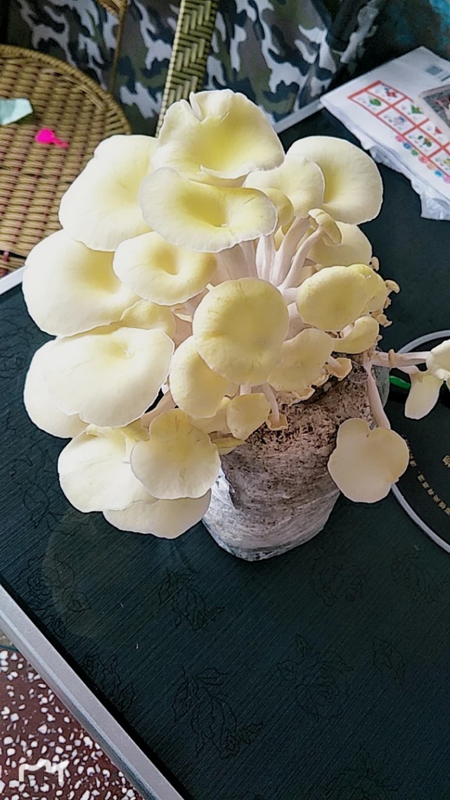 家里怎么种蘑菇香菇,自己在家怎样种蘑菇