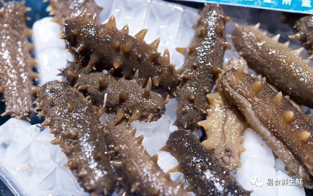 海参那么贵真的有营养吗,海参多少钱一斤为什么这么贵