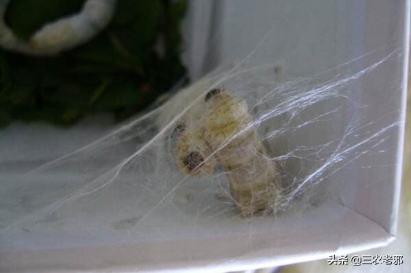 蚕茧如何增重,如何提高蚕簇利用率