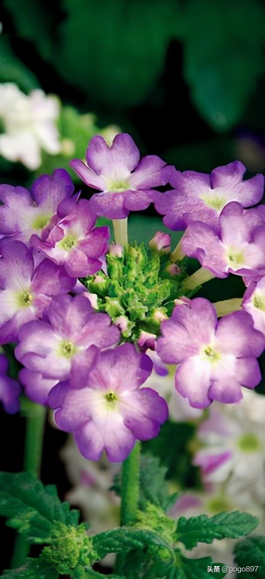 美女图片,美女小姐姐