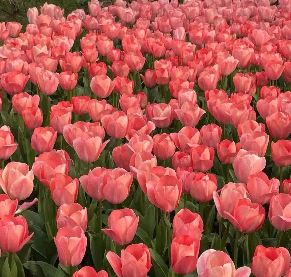 许三观卖血记全文,许三观卖血记全书精简书评