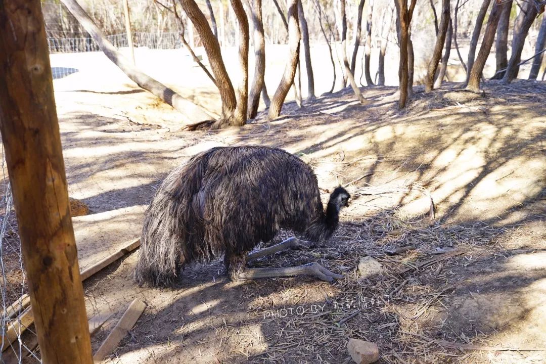 赴澳旅游注意,若带蜂蜜制品上岛,将被判两年监禁或8000澳元罚款