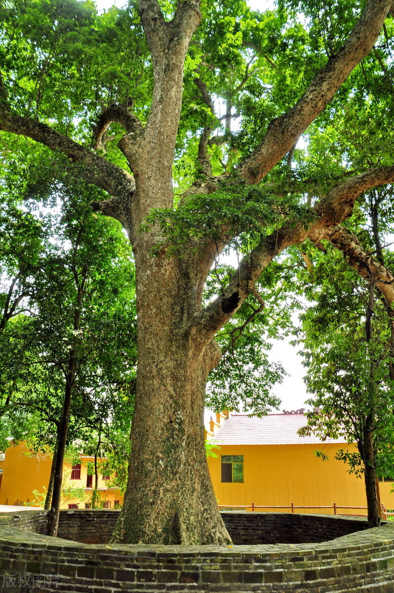 院子里有一片空地适合种什么,院子里有块空地种什么菜