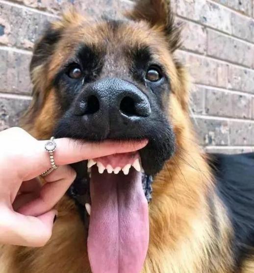 德国牧羊犬十大可怕之处,德国牧羊犬真的可怕吗知乎