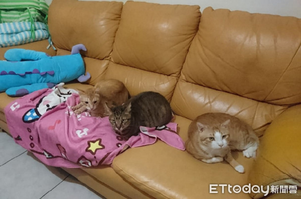 肚肚好痒软Q橘猫化身体操选手　劈一字马