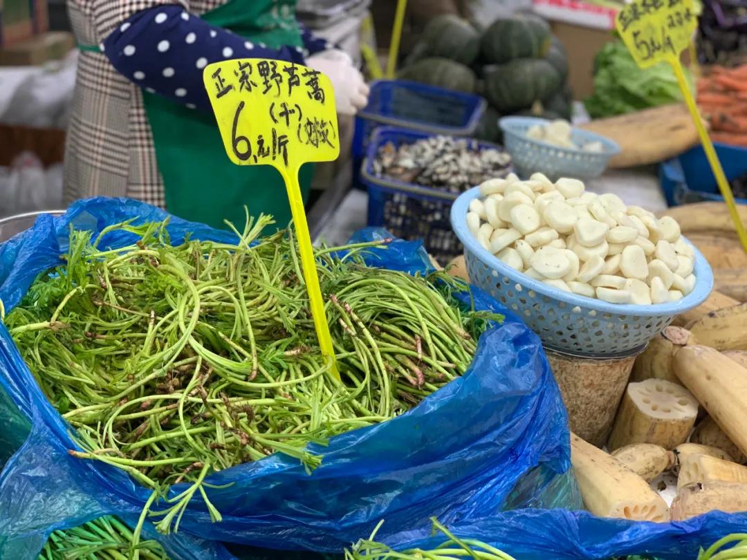 南京城市野菜猎人实录