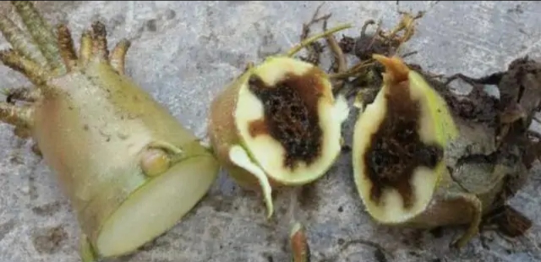 浇水过多死的植物,最容易浇死的6种花