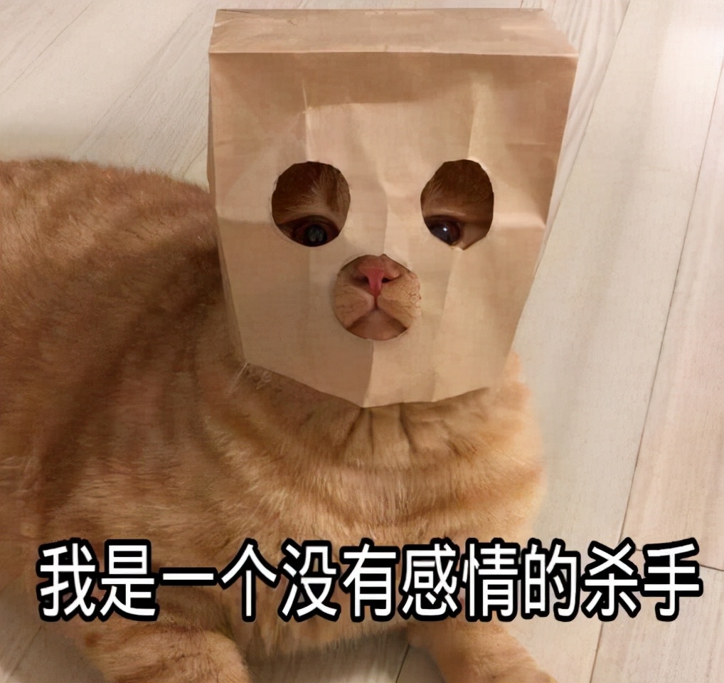 猫咪想念主人时才会有这些行为,猫咪思念主人的6种行为