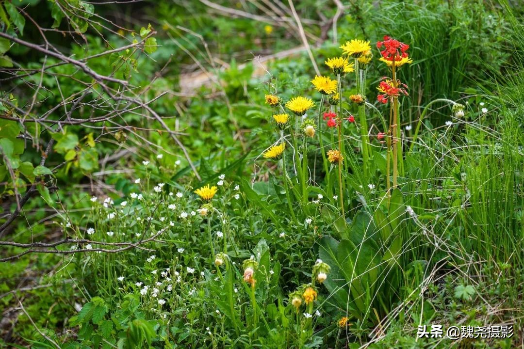 各个季节的野生兰花,北京百花山野生兰花图片