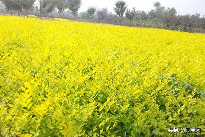 色块苗报价,小色块苗的种植前景