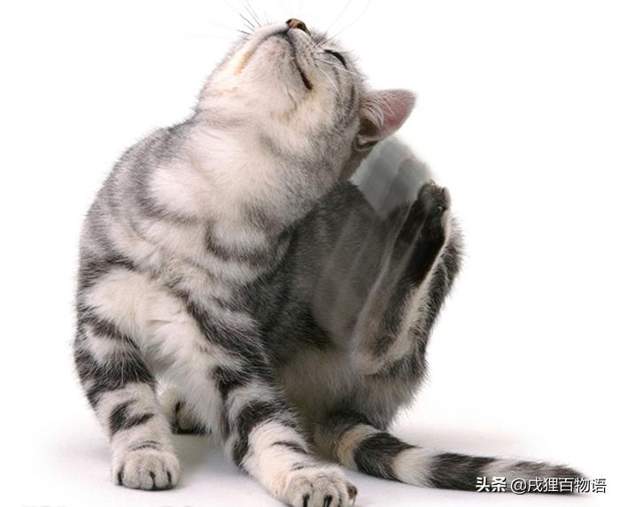 猫咪贫血吃什么补血,猫咪贫血白血病