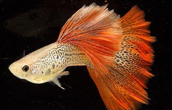 养孔雀鱼用什么灯,家里养孔雀鱼好吗