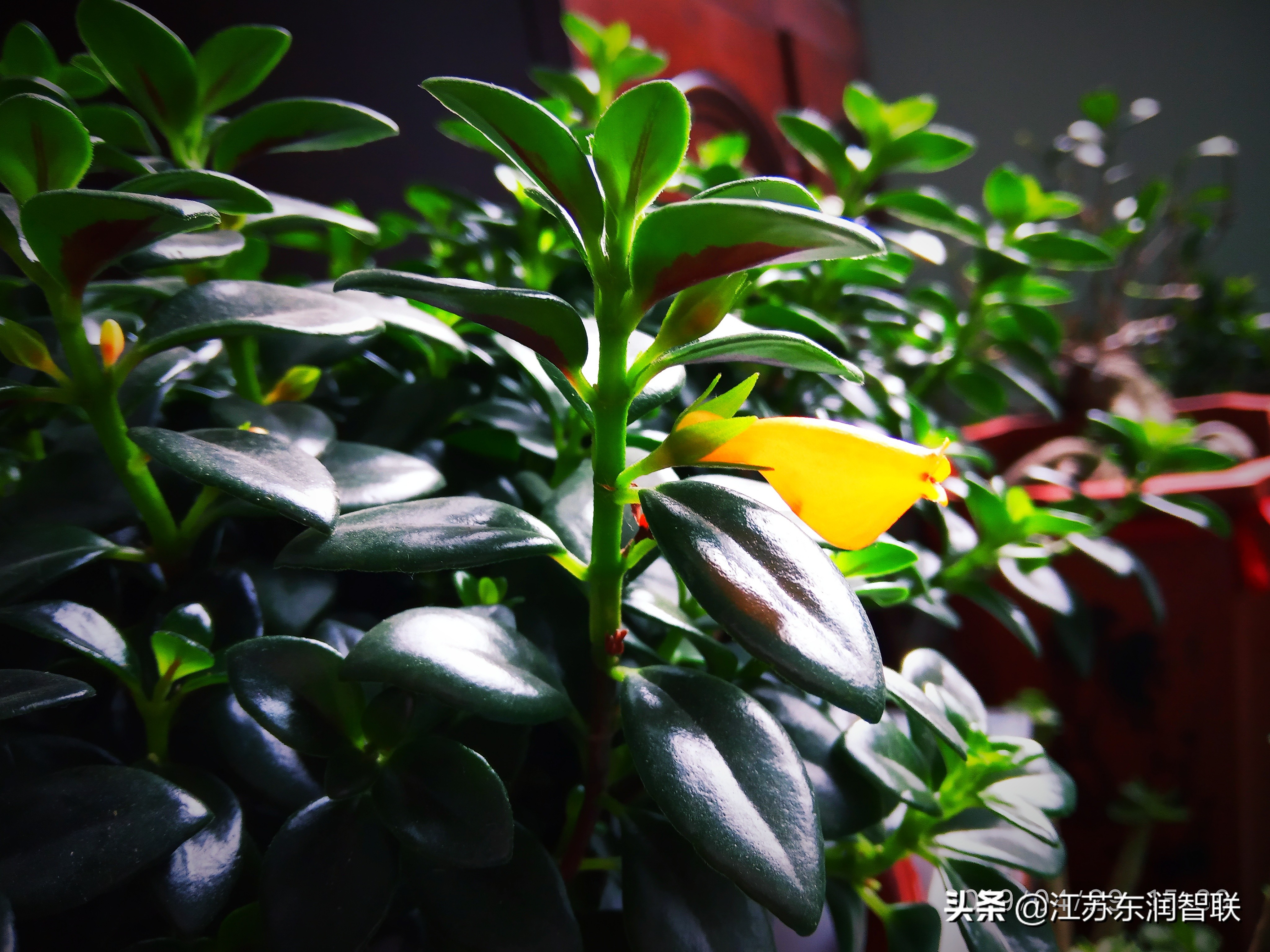 金鱼吊兰刚出现的小花苞是绿色的,金鱼吊兰开花后像小金鱼一样漂亮