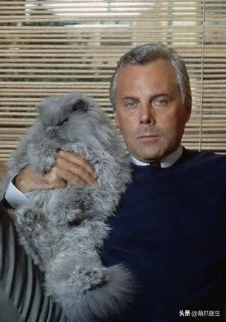 论猫对狗的影响力有多大,论猫有多优雅