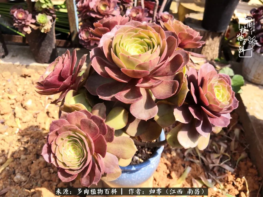 人生转个弯,在小院遇见落入凡间的多肉小精灵