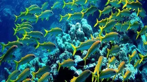 泰国即将要开放的岛,泰国封岛最新消息