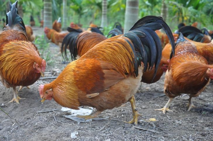 人类牙齿在进化过程中逐渐变小,为什么人类不进化出强力的牙齿呢