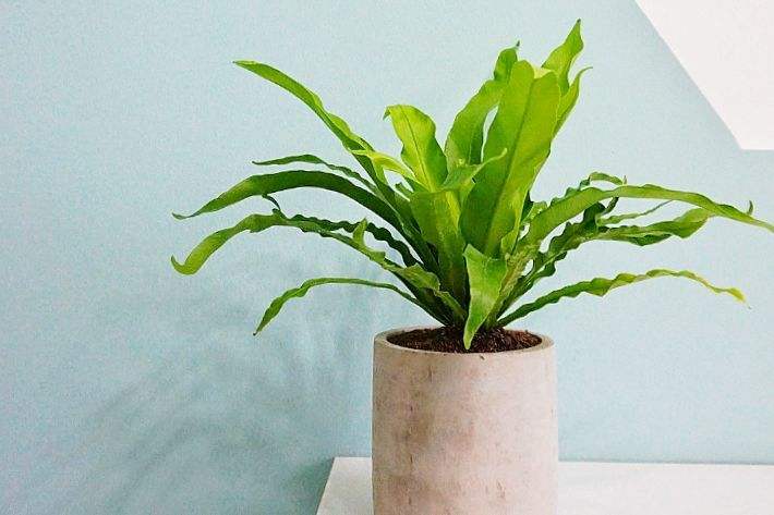 100种适合室内养的植物盆栽,10种适合室内摆放的花卉盆栽推荐