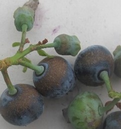 蓝莓上有蚜虫怎么办,蓝莓树上有小飞虫是怎么回事