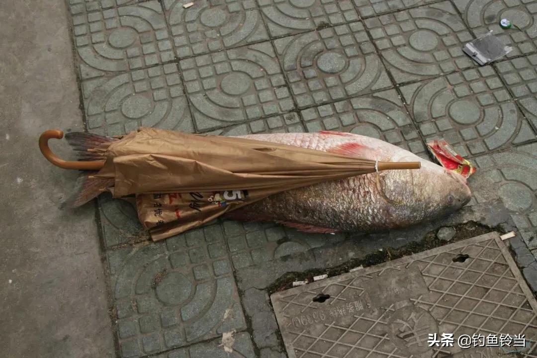 美国红鱼泛滥成灾,红鱼泛滥成灾