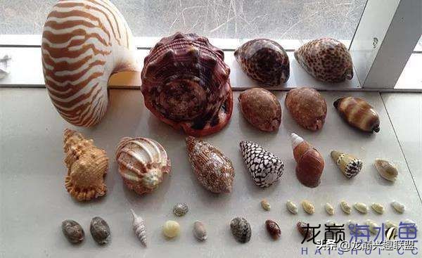 看完别笑,都陪我哭!新人下海开缸的血泪史