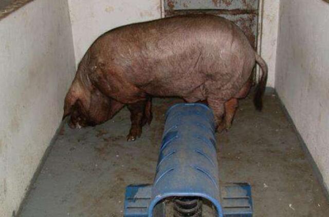 如何提高母猪养猪场效益,提高猪场生产成绩的方法