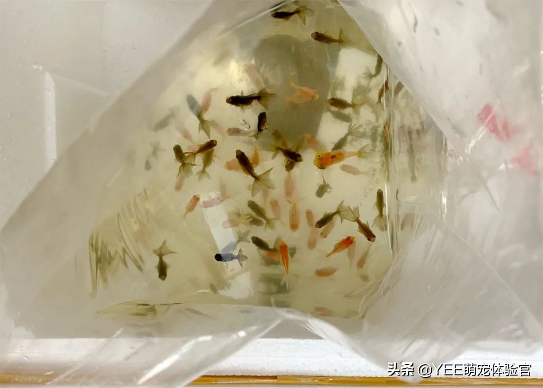 金鱼为什么越养越少,养金鱼的10大忠告