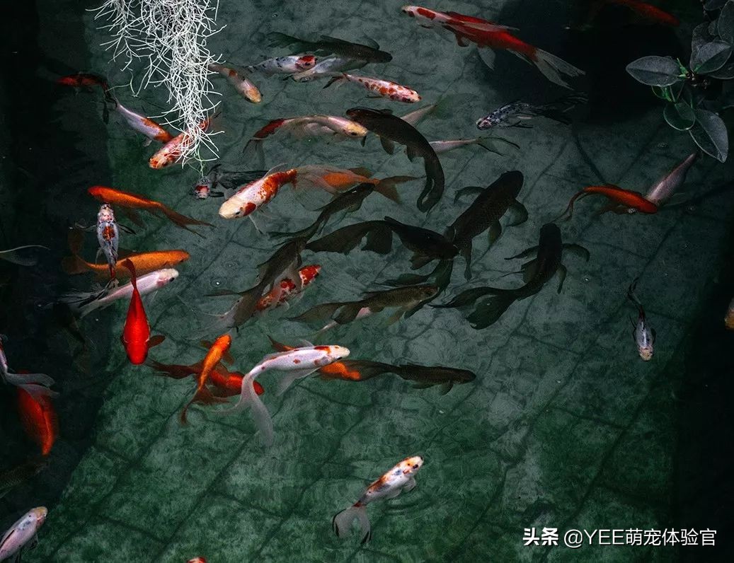 用好饲料喂饱的观赏鱼，体色靓丽更好看