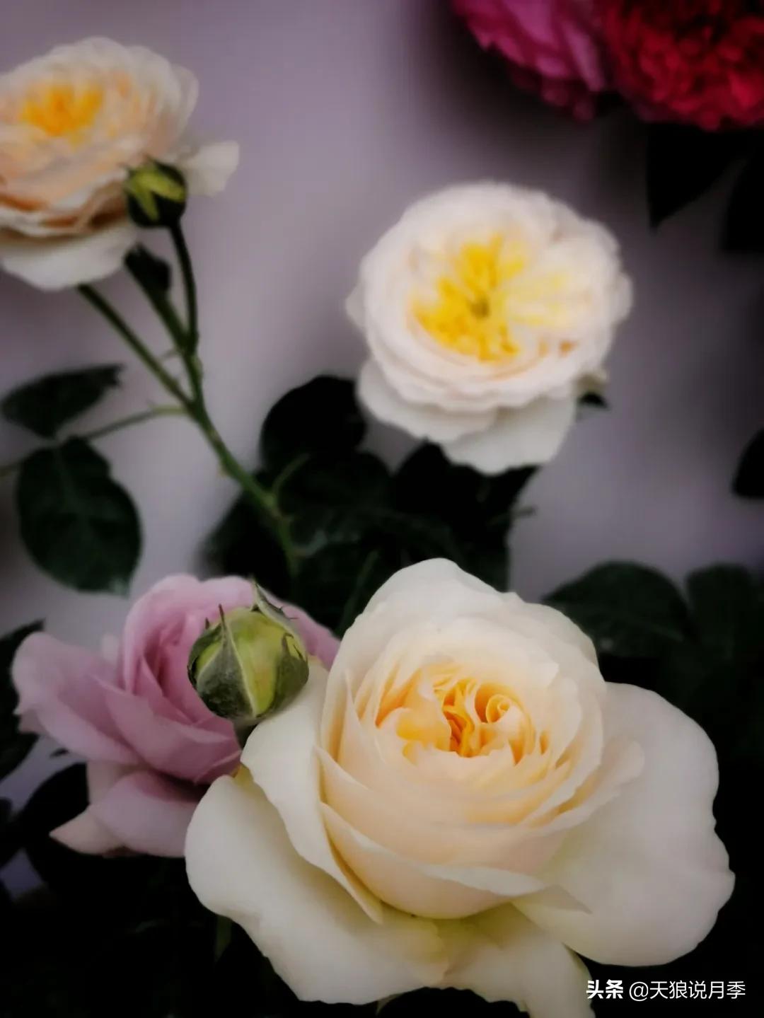 月季花是时候展现真正的技术了 (开春的第一波月季花就这么过去了)